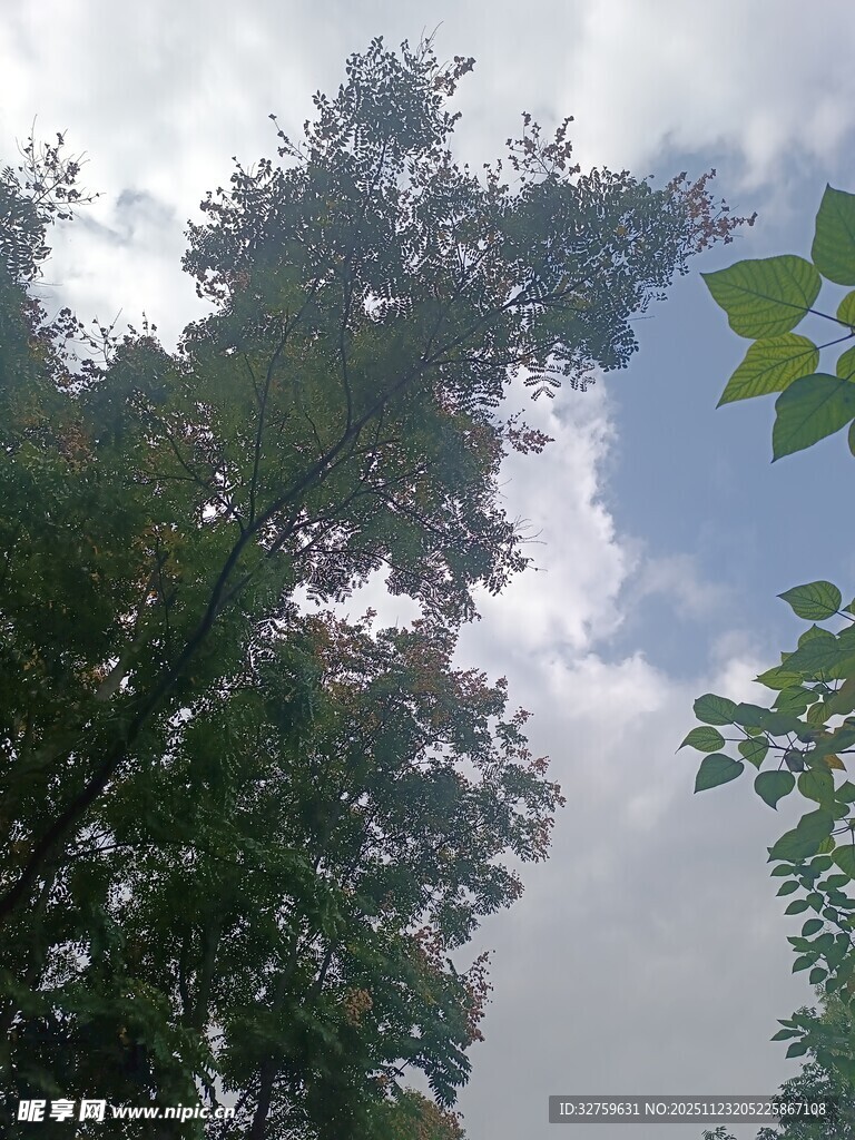 仰视绿树与蓝天白云