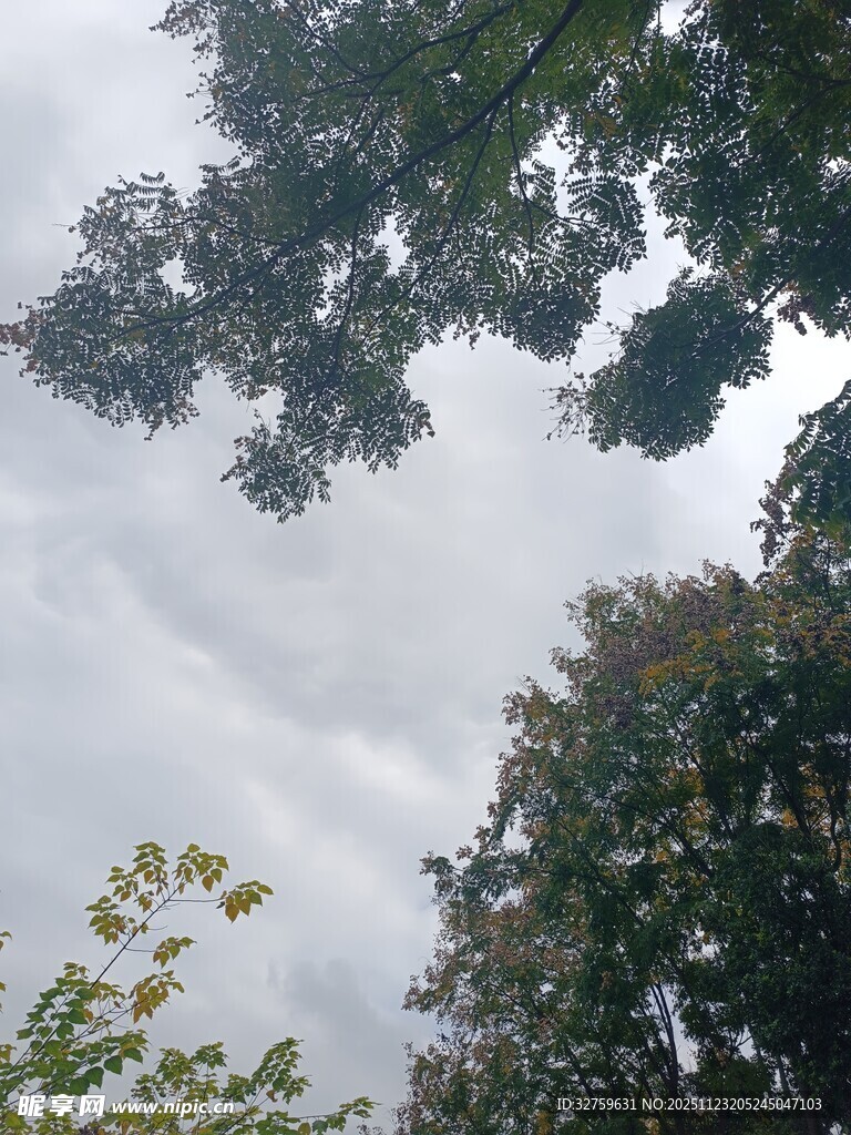 仰视天空中的繁茂树木