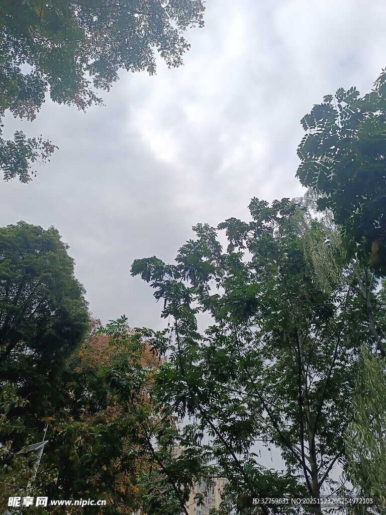 户外繁茂树林景象