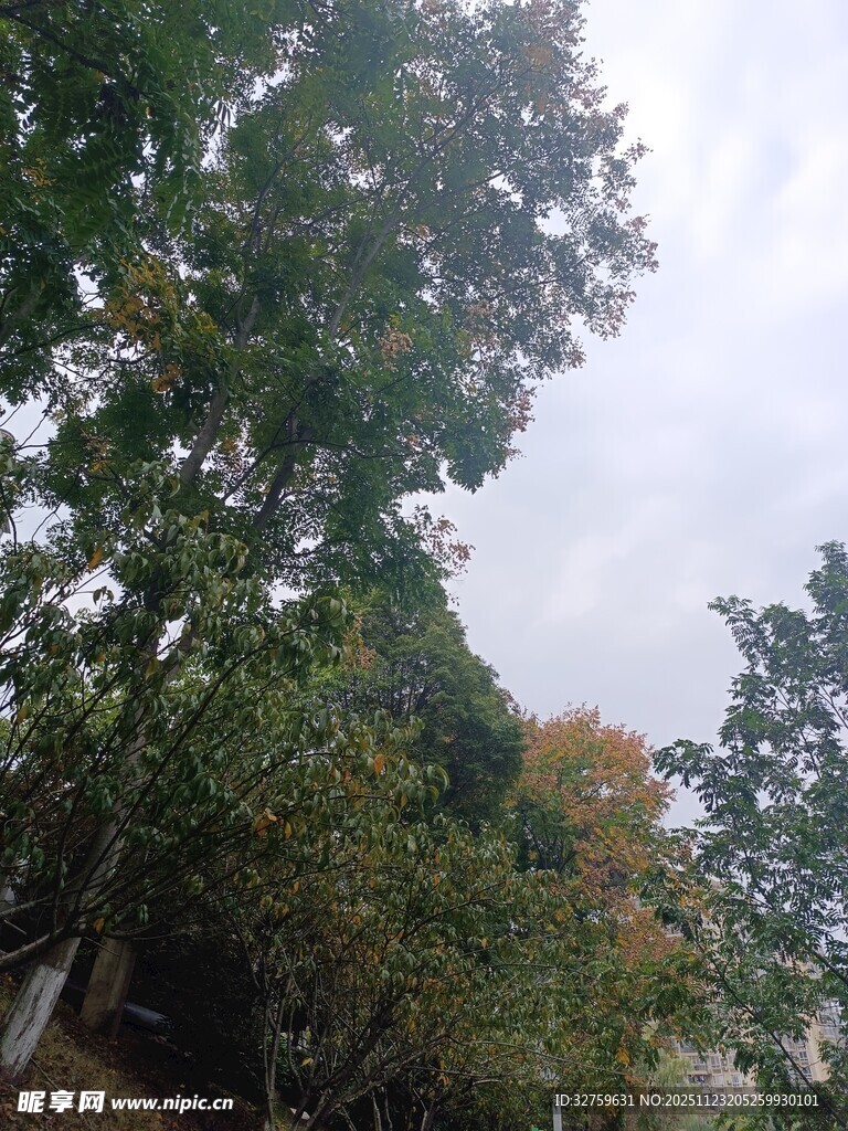 户外繁茂绿树景观