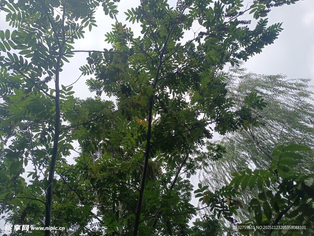 仰视茂密树林绿意盎然