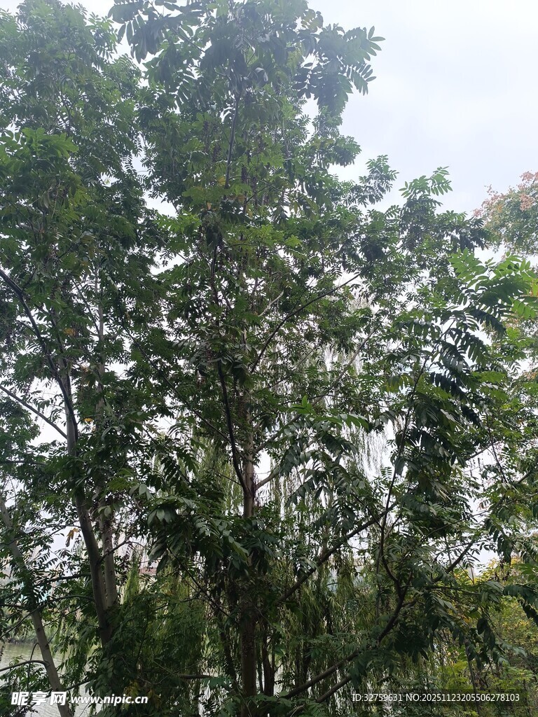 茂密树林绿意盎然