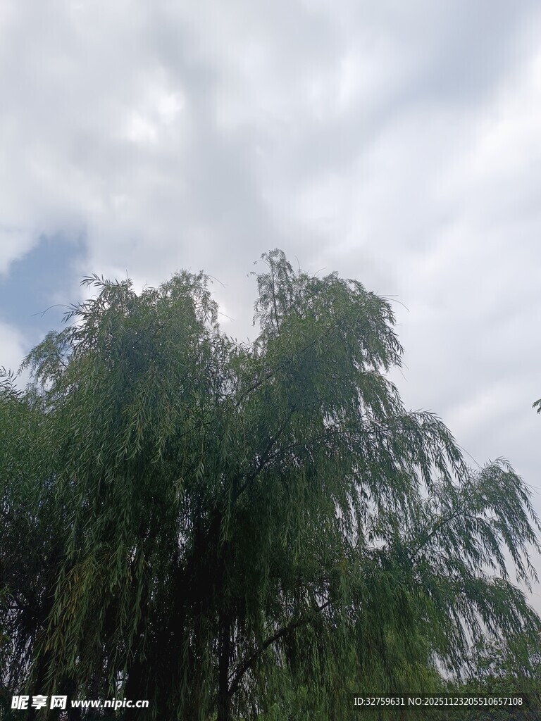 天空下的葱郁柳树