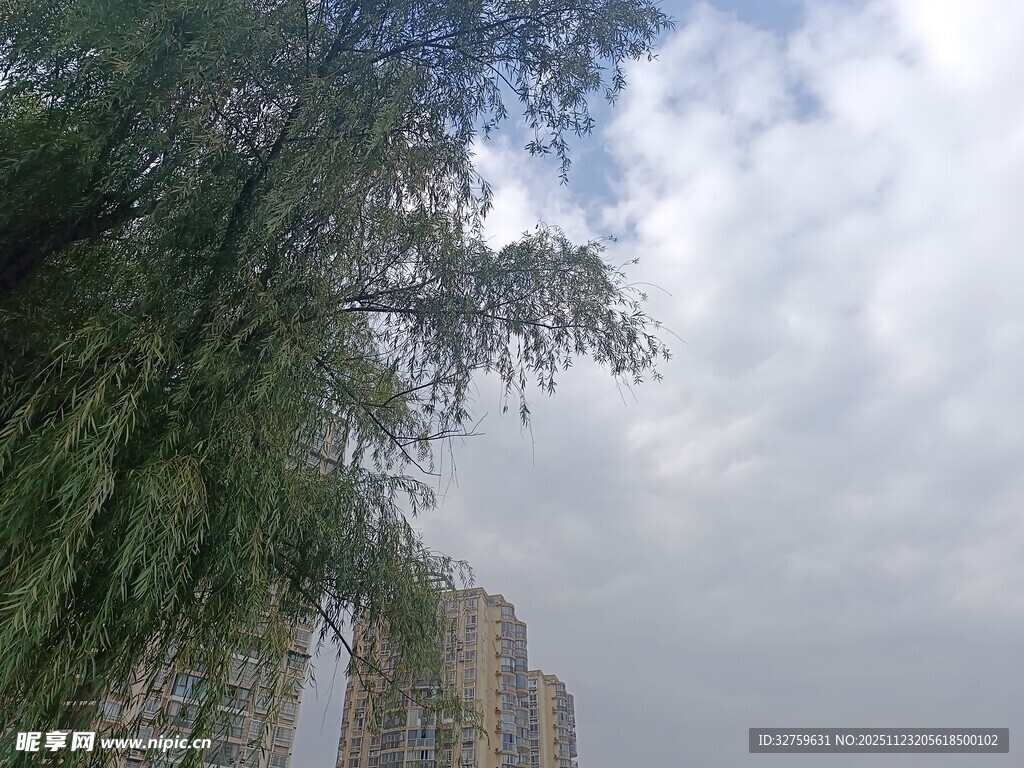 城市中垂柳与高楼相映