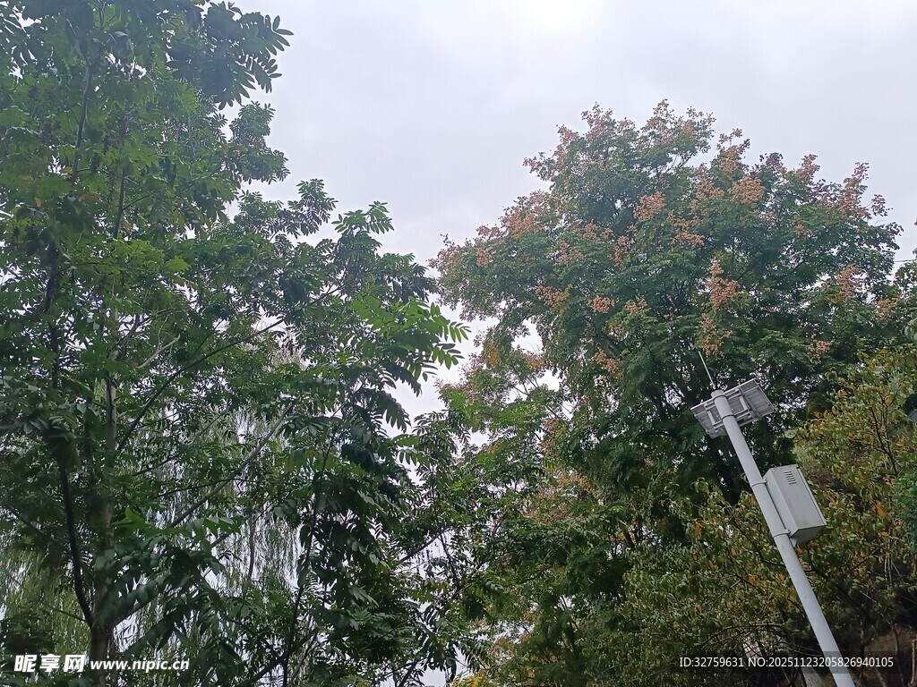 秋日树林中的树木景观