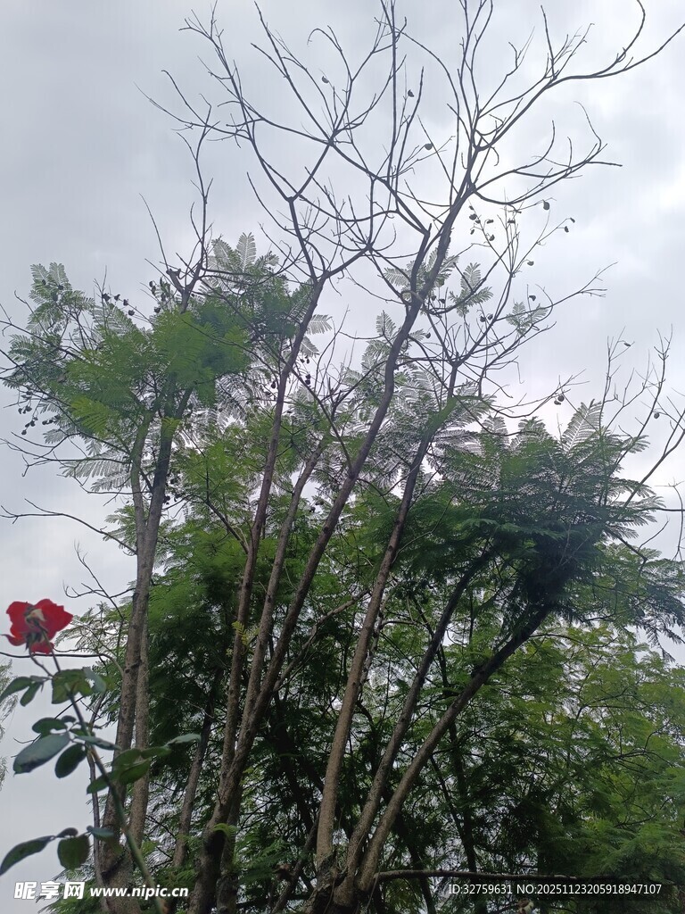 山林间繁茂植物景观