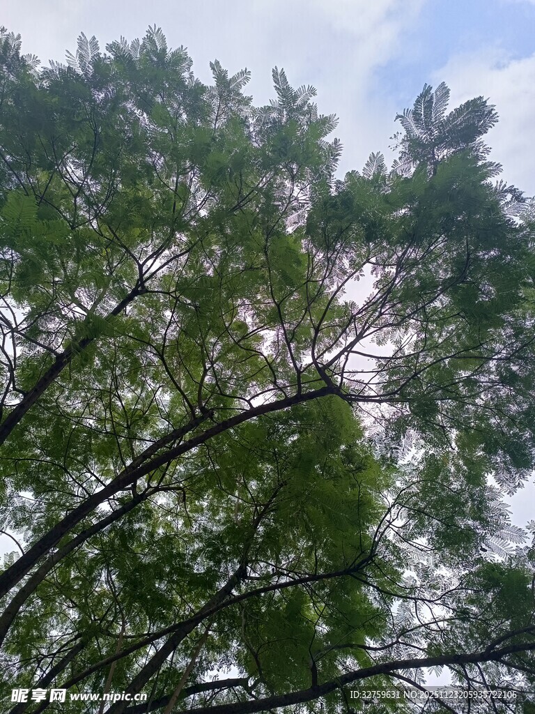 仰视茂密树林树冠