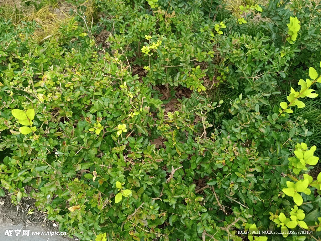 路边翠绿繁茂的灌木丛