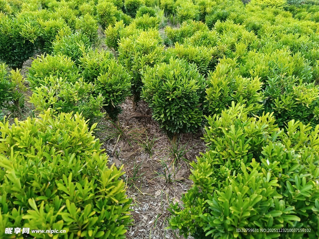 绿意盎然的灌木丛景观