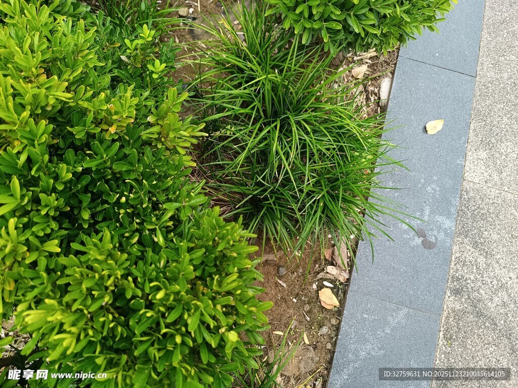 路边绿植景观