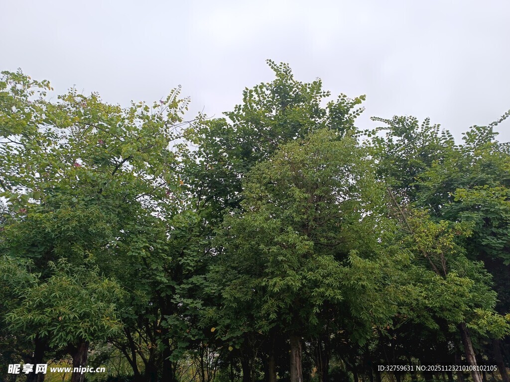 茂密树林绿意盎然