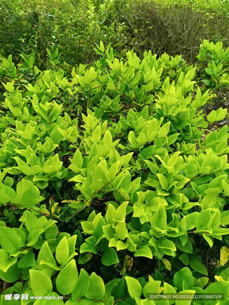 翠绿蓬勃的植物景观