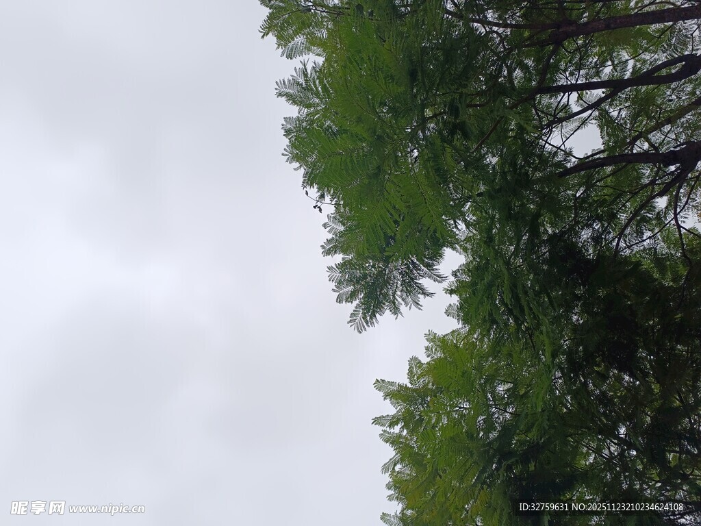 仰视绿树与天空景象