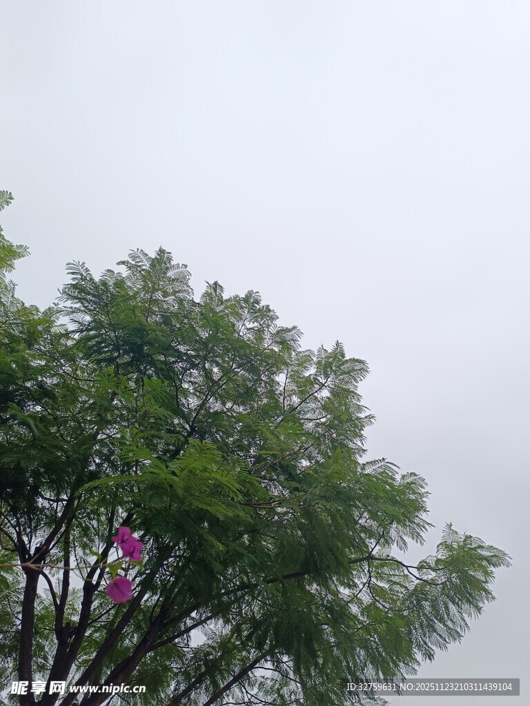 绿树繁花映灰白天空