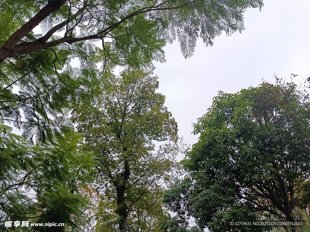 繁茂树林中的绿意景致