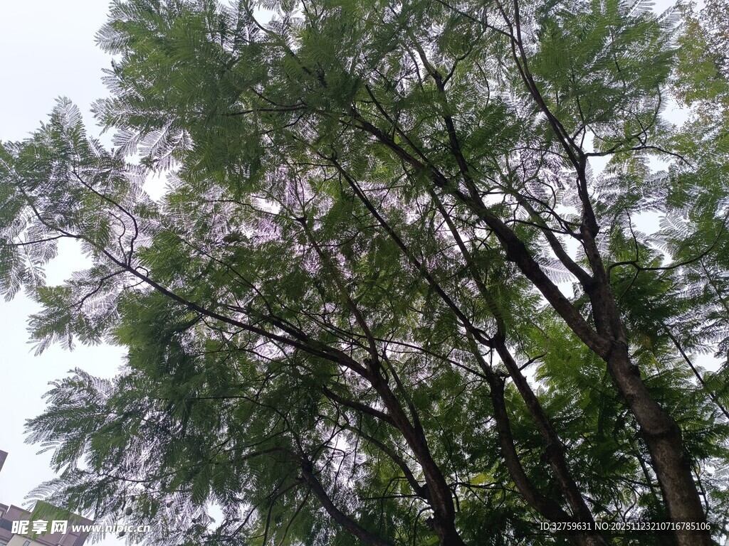 仰视葱郁树木