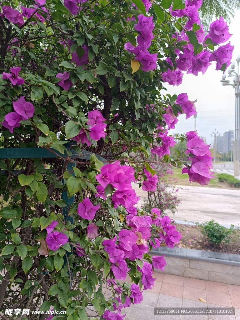 绽放的紫色三角梅美景