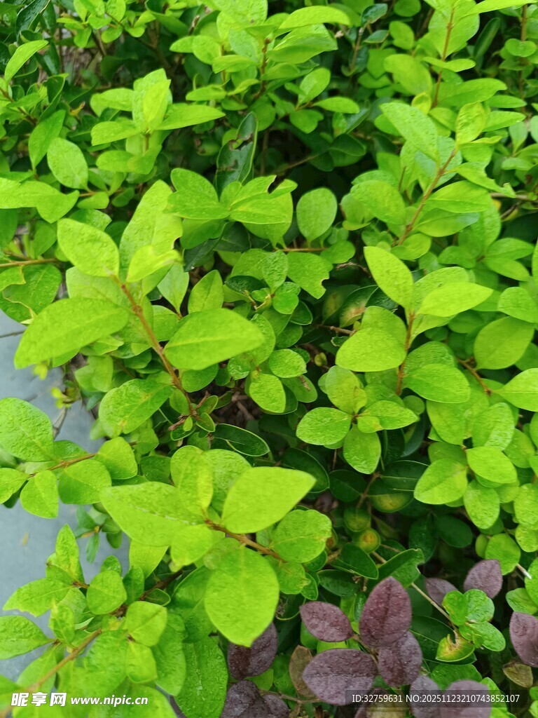 翠绿叶片与紫色植物相映