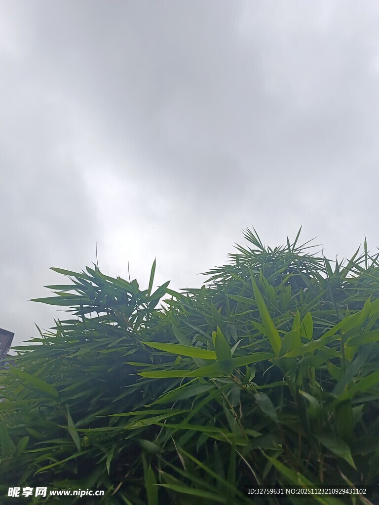 阴天中的翠绿植物