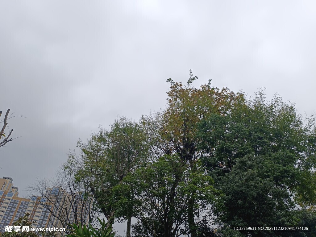 阴天中的葱郁树木