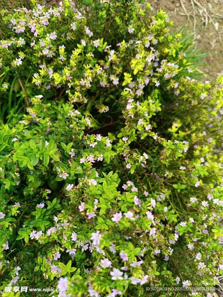 繁茂绿植与小白花景观