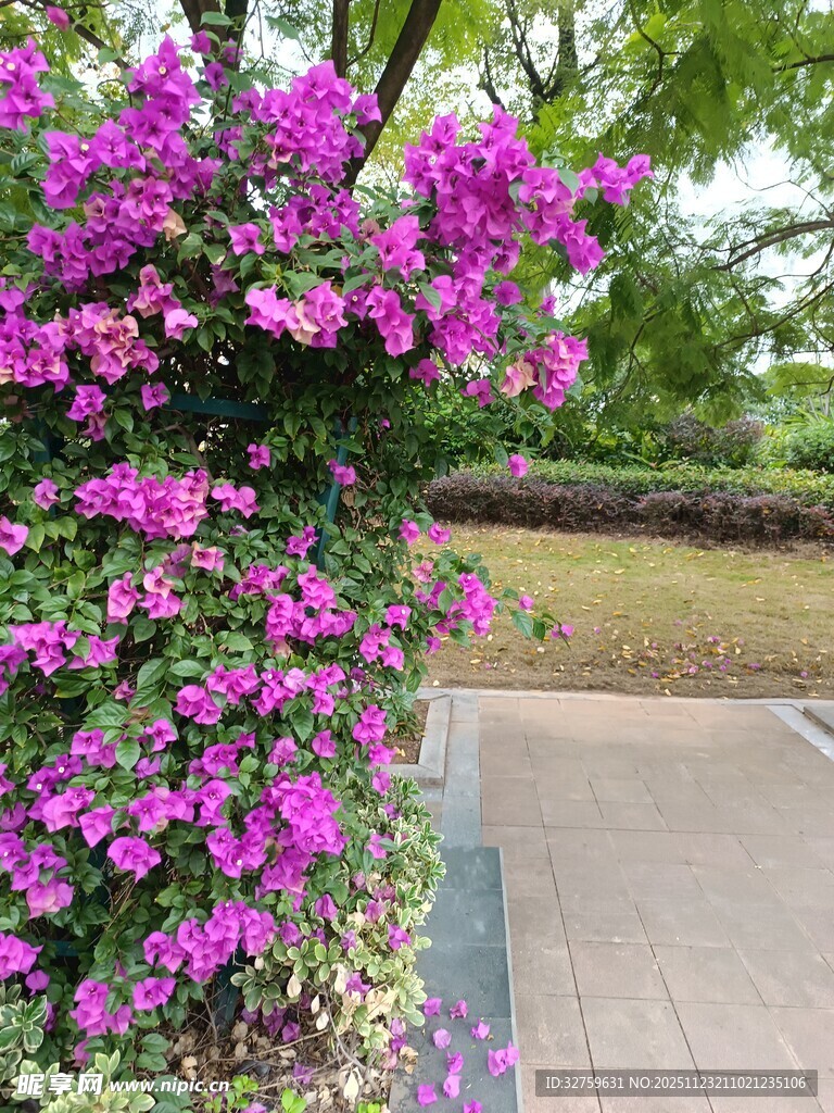 路边绽放的艳丽三角梅