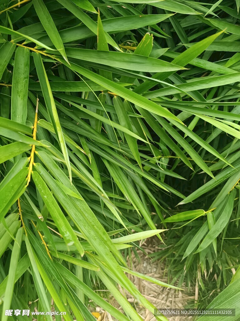 翠绿竹叶特写