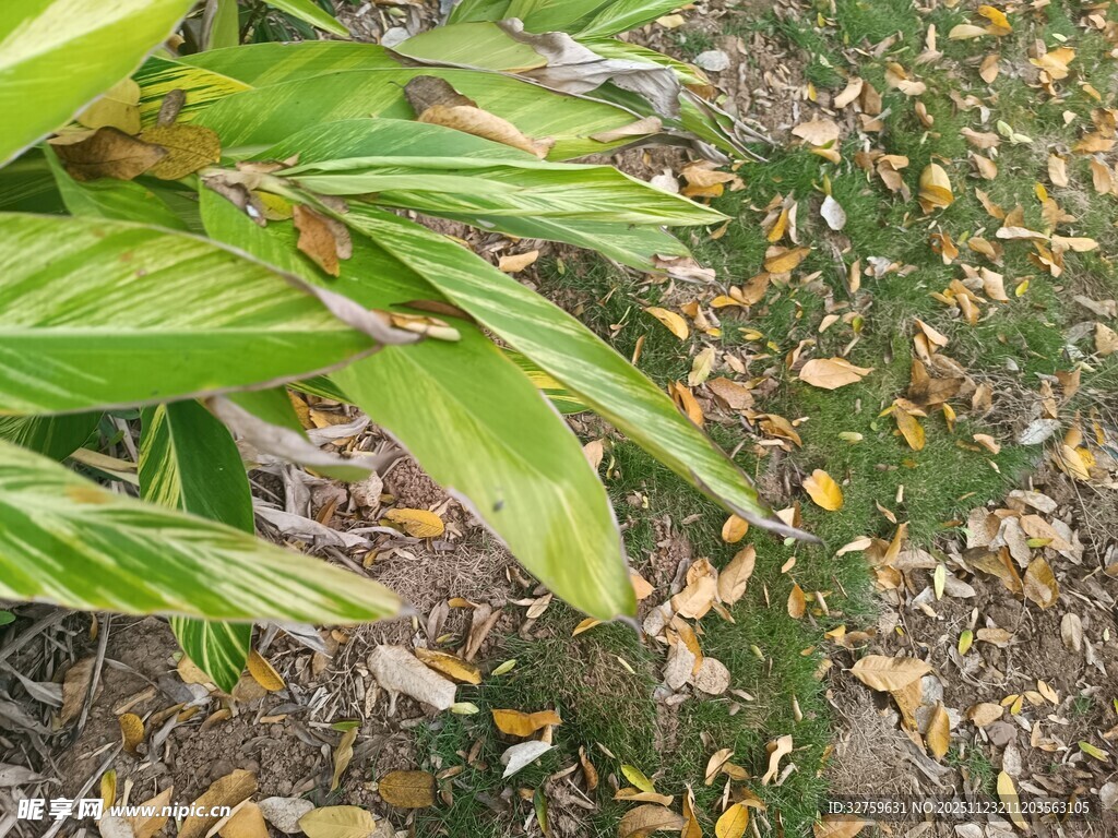 绿叶与落叶的自然景致