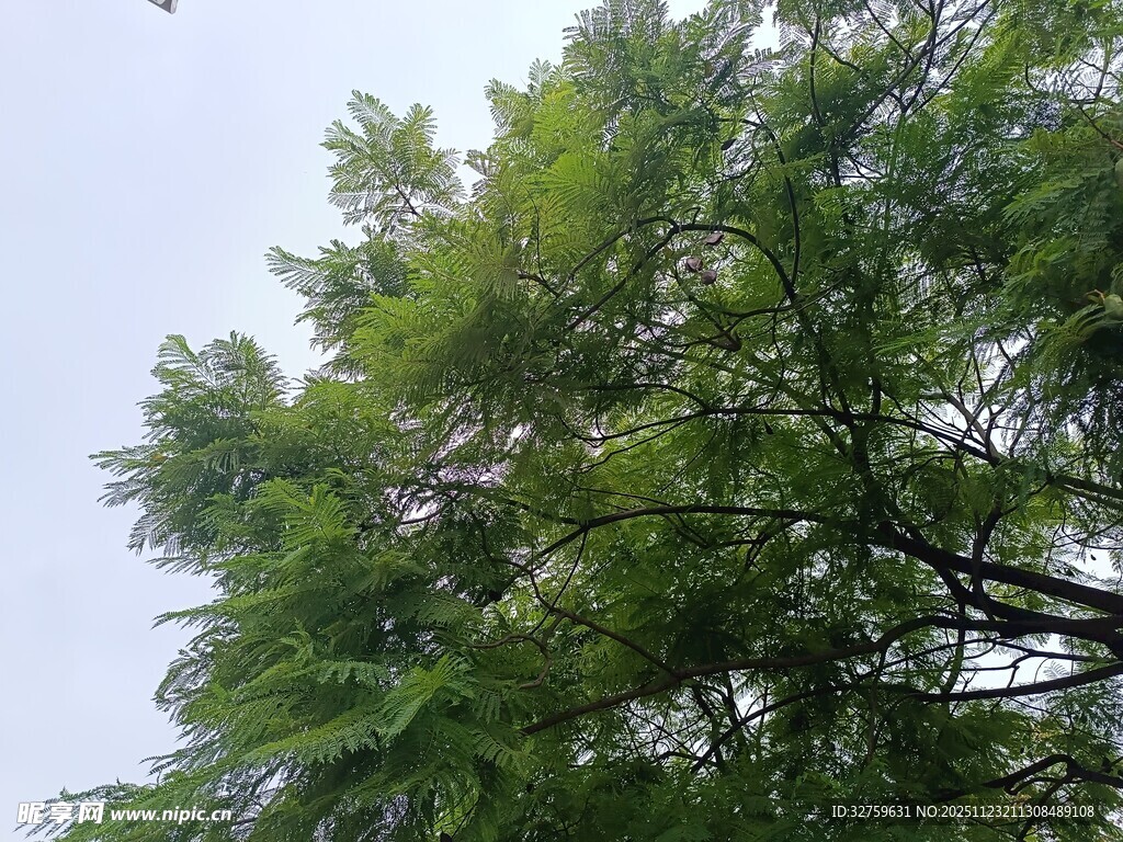 绿叶繁茂的树冠