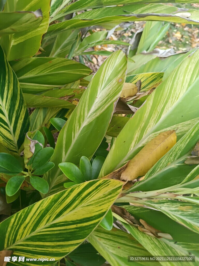 斑斓条纹叶片的热带植物