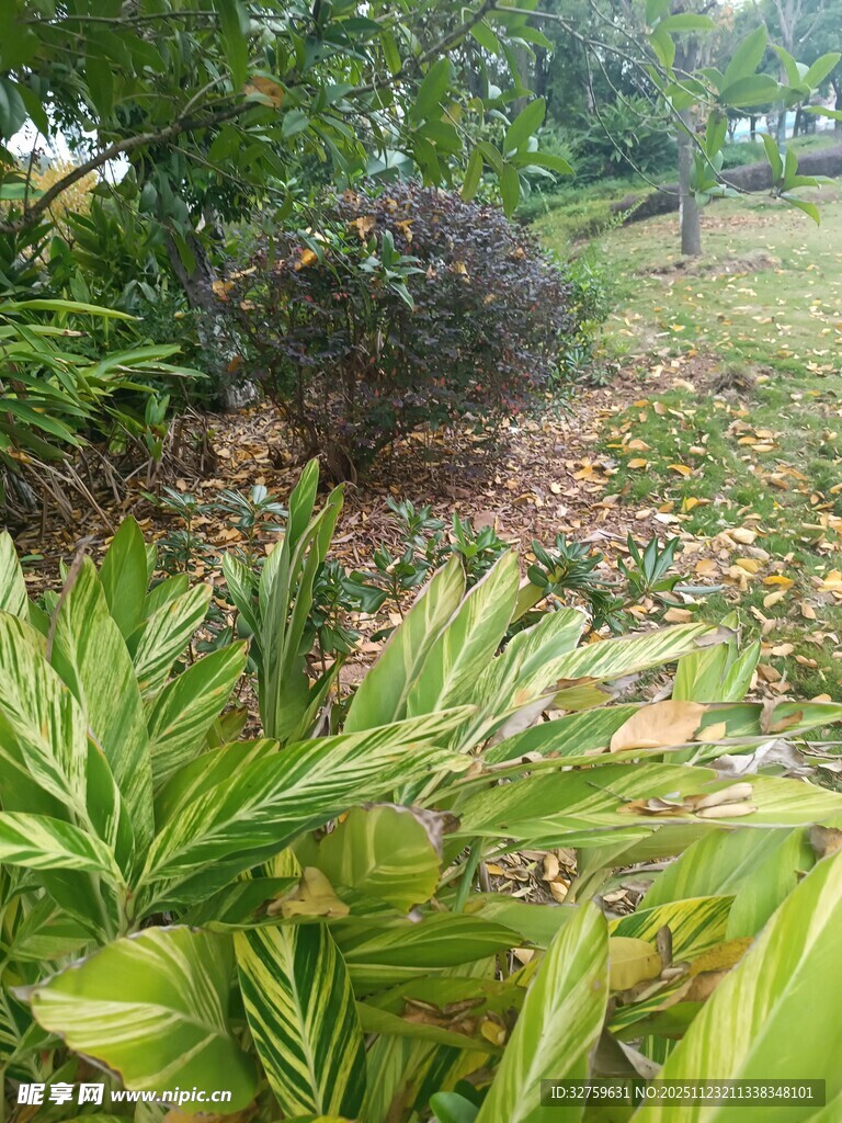 绿意盎然的植物景观