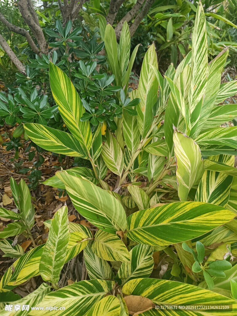 黄绿相间的斑斓观叶植物