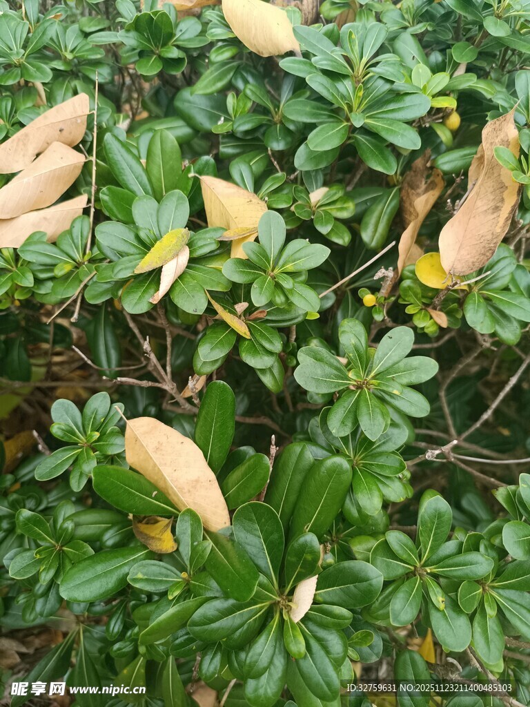 绿叶间的枯黄叶片