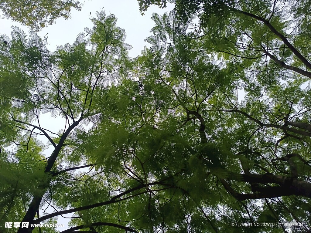 仰视茂密翠绿的树冠