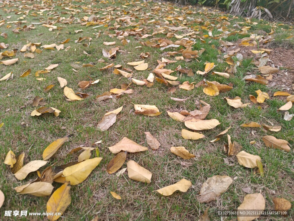 秋日草地散落枯黄树叶