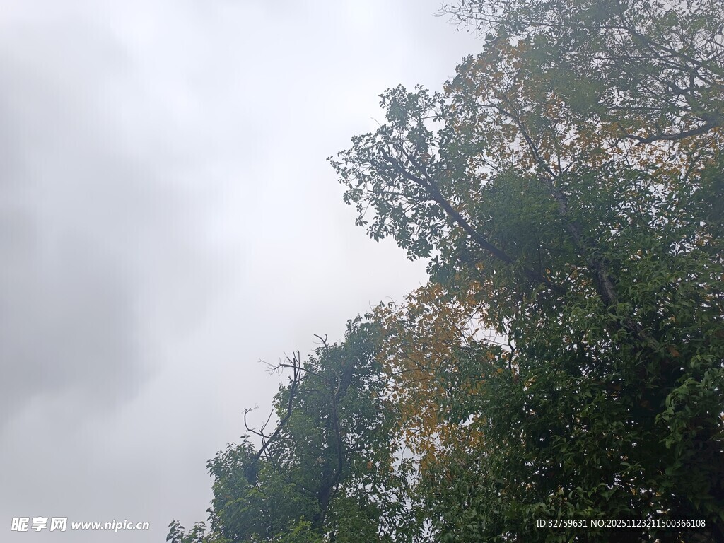 云雾中的葱郁树木