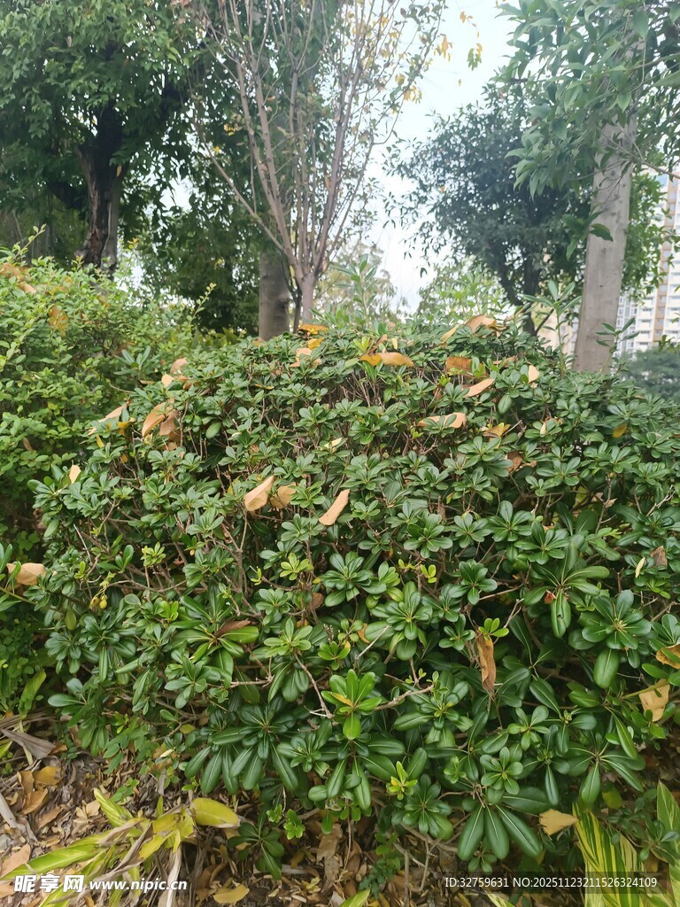 绿意盎然的灌木丛景观