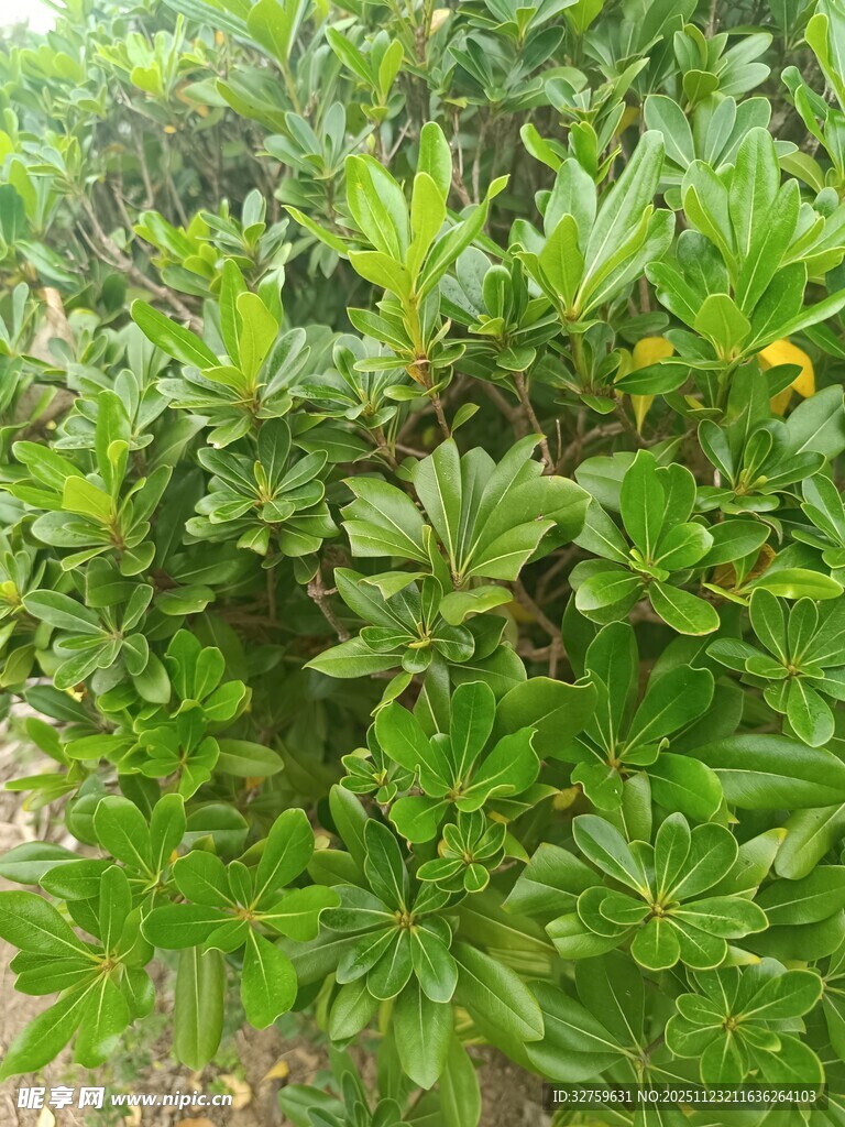 绿叶繁茂的植物景观