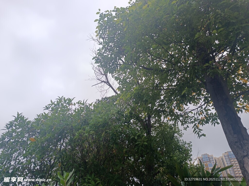 雾中葱郁树木景观