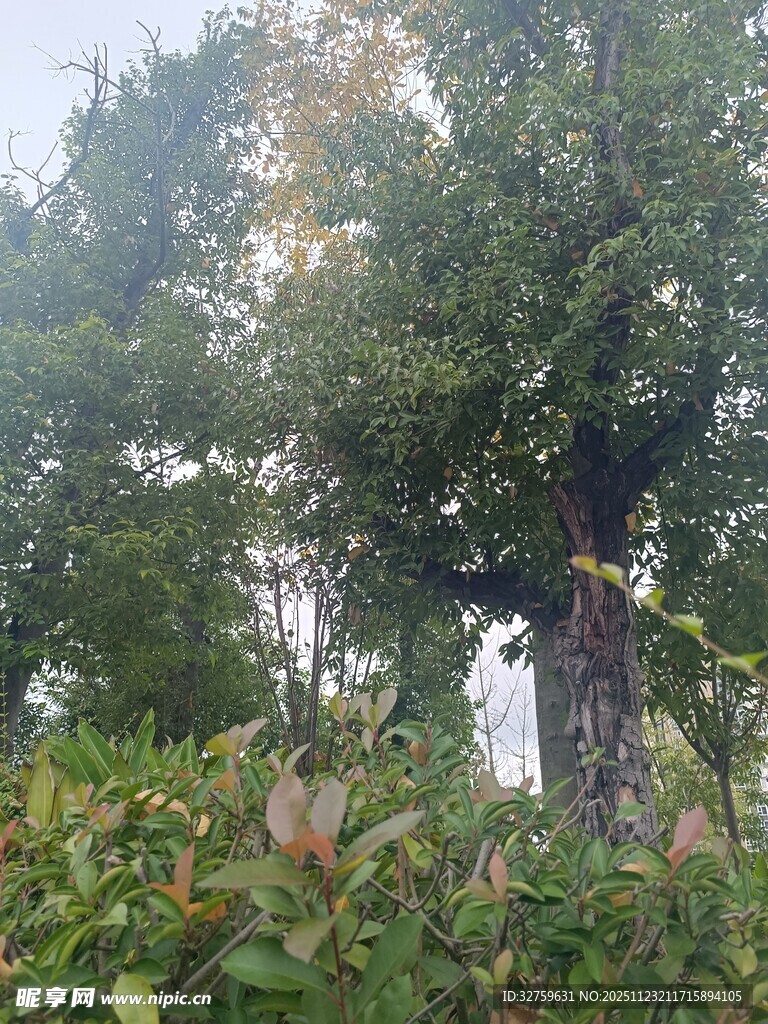 林间绿意盎然的繁茂树木