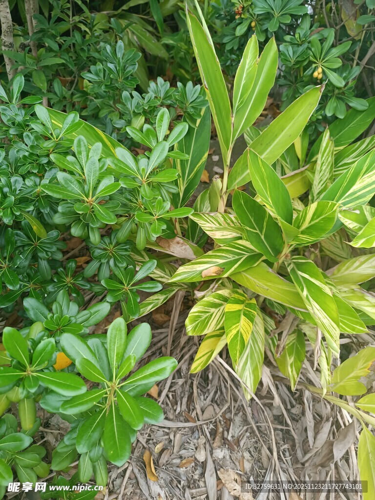 翠绿植物展现自然生机