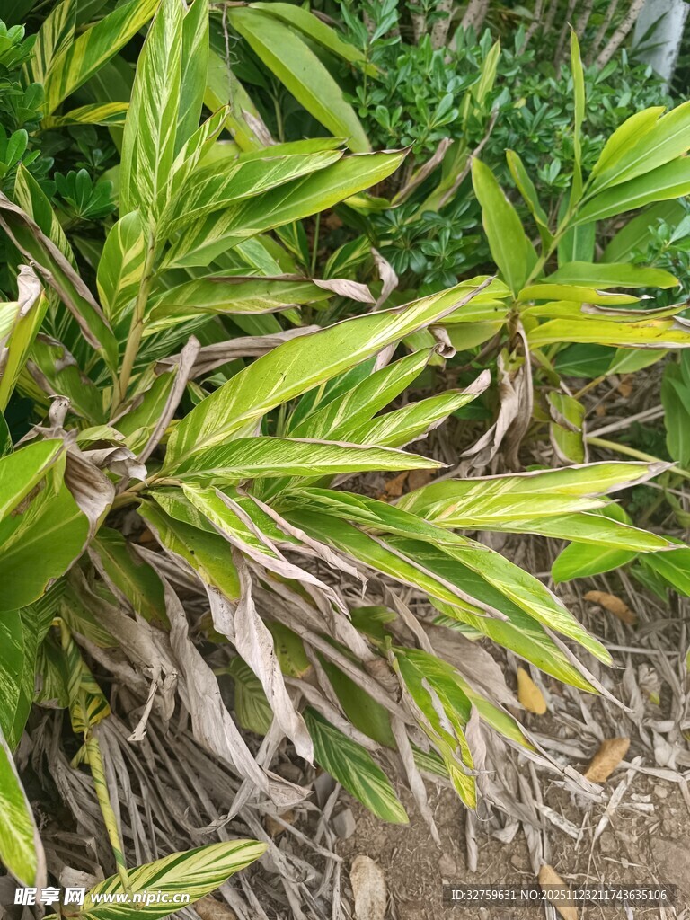 黄绿相间的植物叶片
