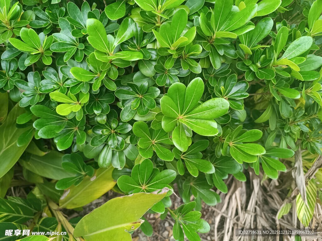 翠绿繁茂的丛生植物