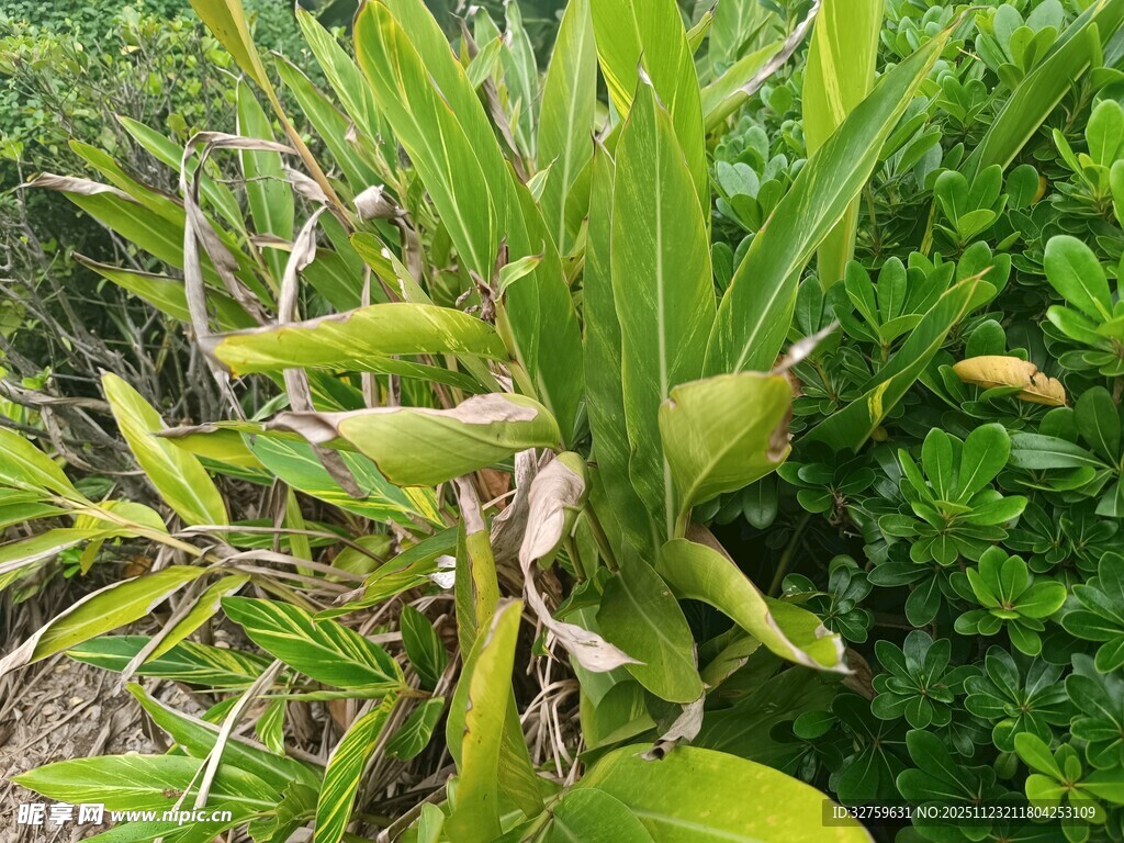 翠绿植物中的枯萎叶片