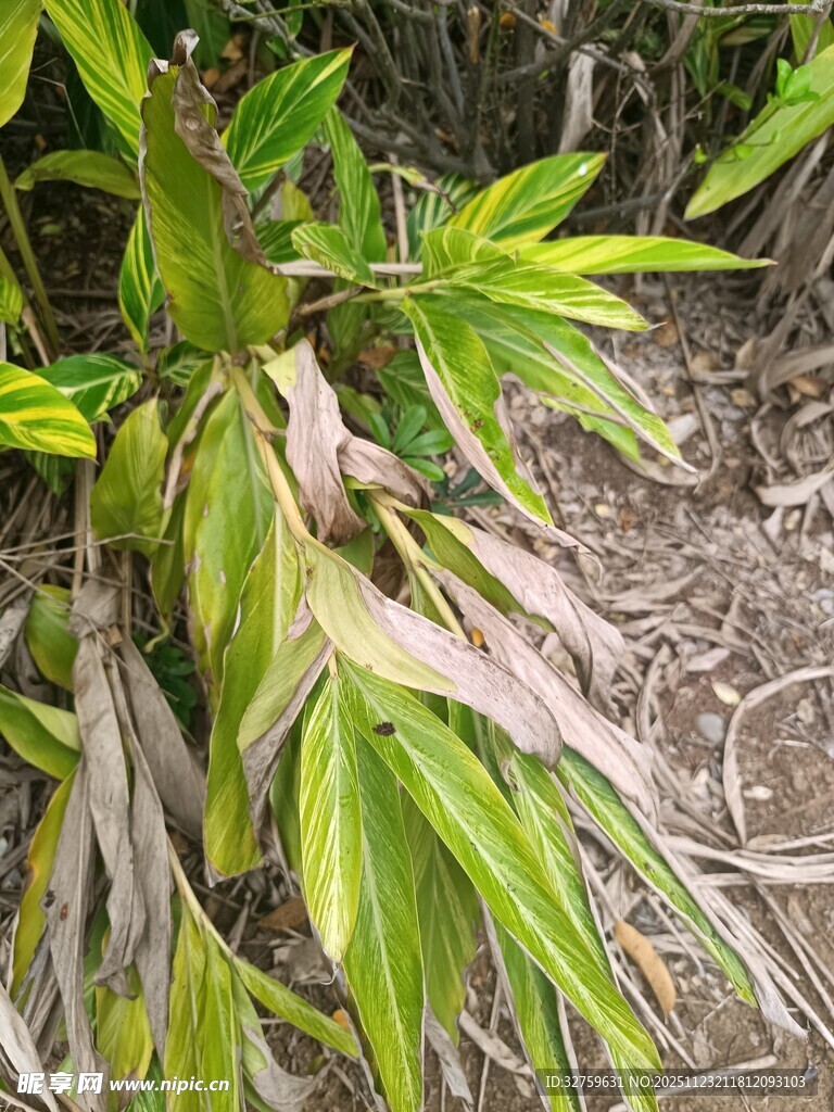 嫩绿竹叶植物特写