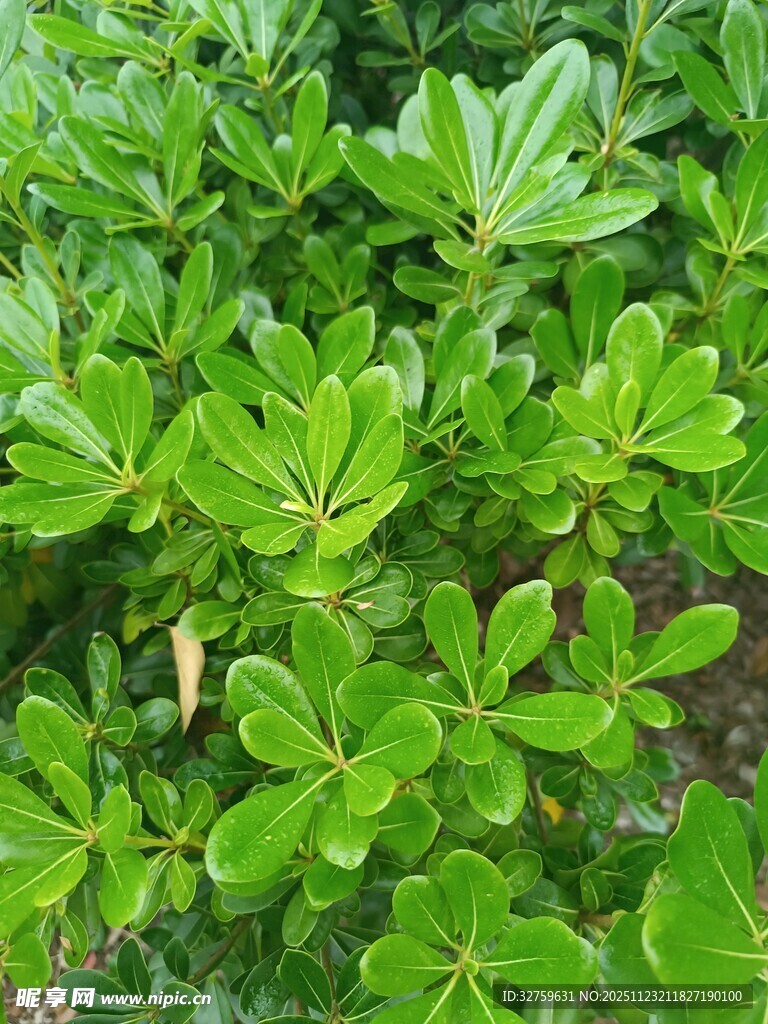 翠绿繁茂的海桐枝叶