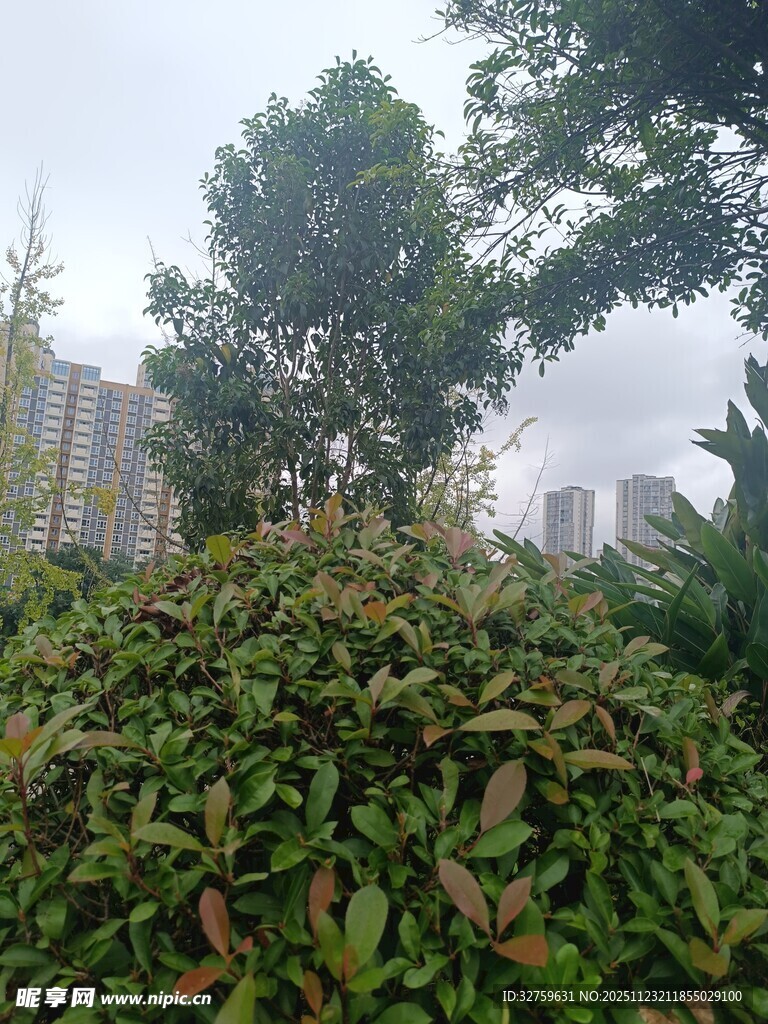 绿叶繁茂的户外植物景观