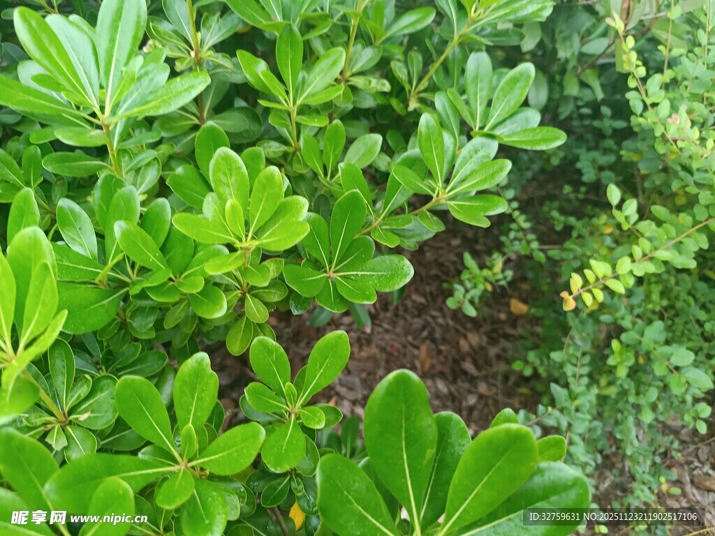 翠绿繁茂的绿植景观