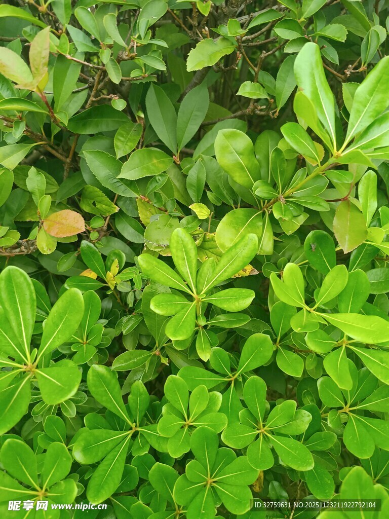 翠绿繁茂的多样植物景观
