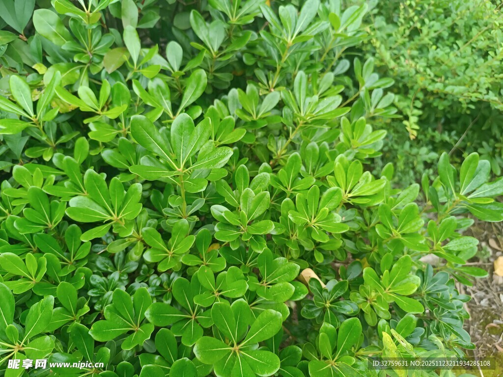 翠绿繁茂的植物景观